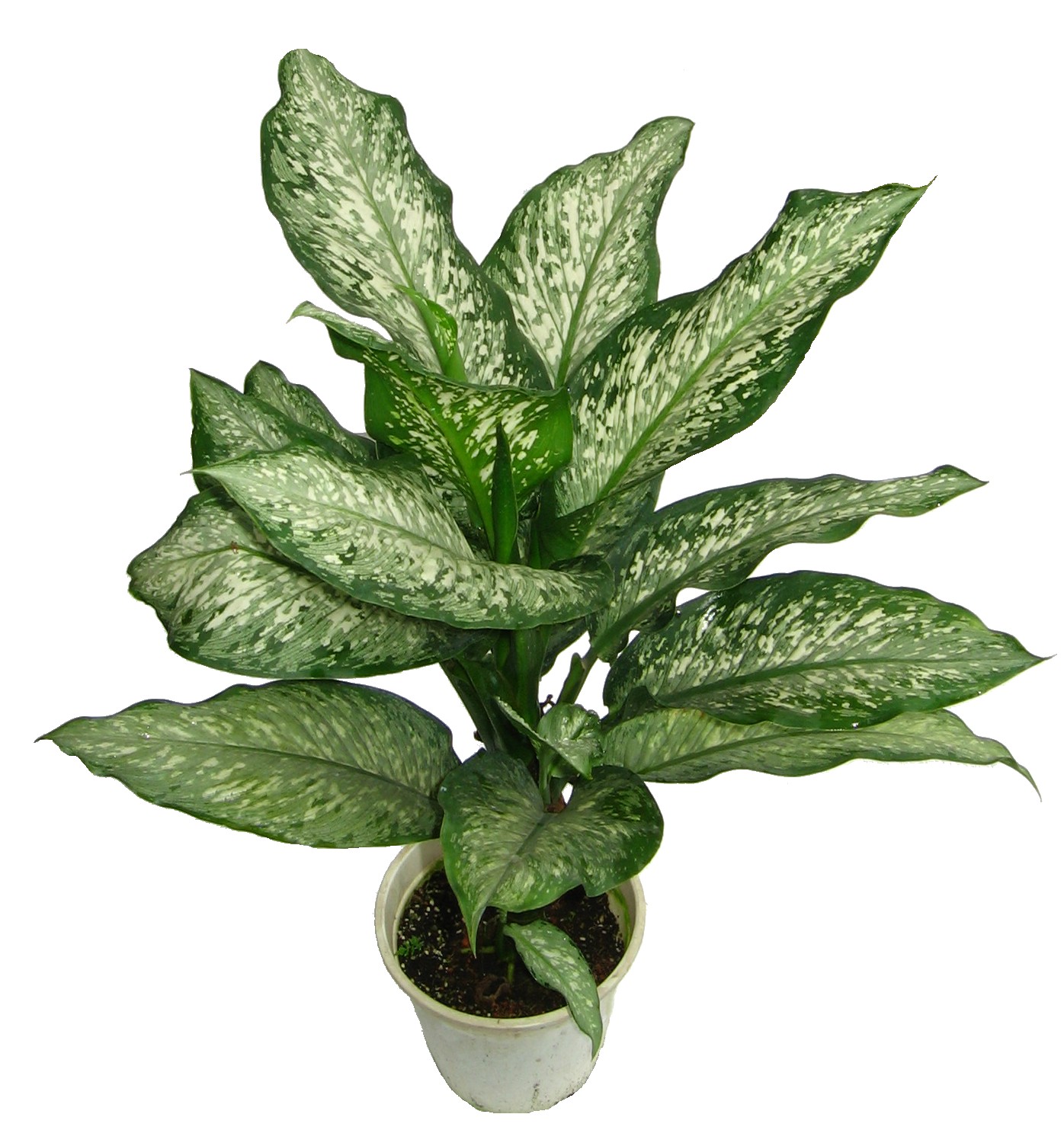 Malaysia Indoor Plants - Wellgrow Horti Trading